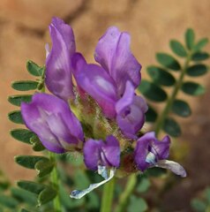 Astragalus agrestis