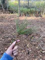 Pinus elliottii
