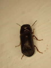 Bostrichidae