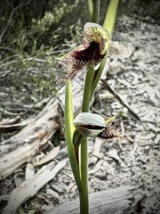 Calochilus robertsonii
