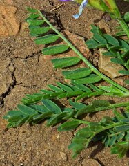 Astragalus agrestis