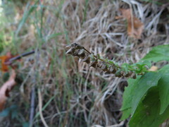 Scutellaria lateriflora