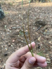 Pinus elliottii