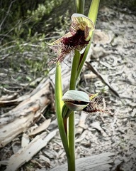 Calochilus robertsonii