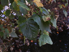 Physocarpus capitatus