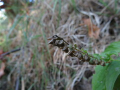 Scutellaria lateriflora