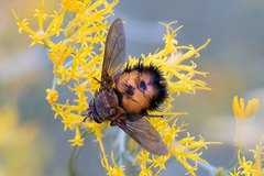 Paradejeania rutilioides