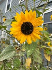 Helianthus