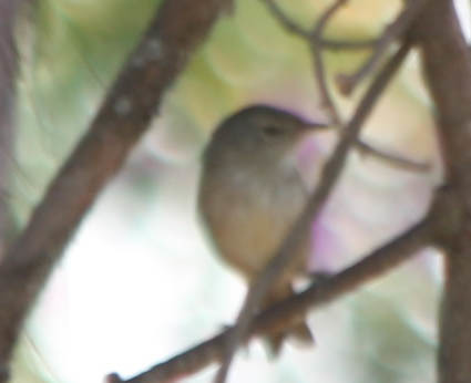 Malagasy Brush Warbler (Nesillas typica), photo 10