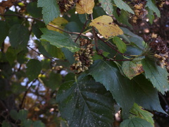 Physocarpus capitatus