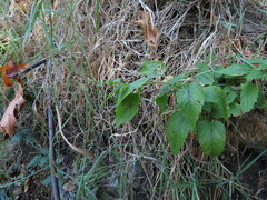 Scutellaria lateriflora