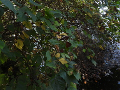 Physocarpus capitatus