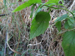 Scutellaria lateriflora
