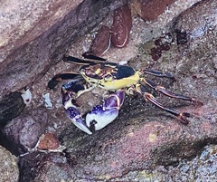 Leptograpsus variegatus