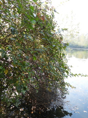 Physocarpus capitatus