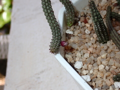 Echidnopsis ericiflora