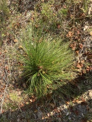 Pinus palustris