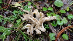 Sebacina sparassoidea