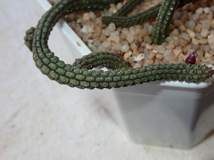 Echidnopsis ericiflora