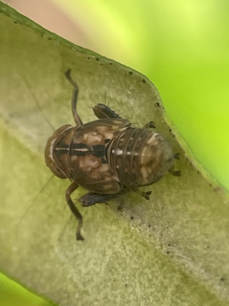 True Bugs, Hoppers, Aphids, and allies from Frankston South, VIC, AU on October 09, 2022 at 09
