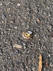 Caracolus marginella