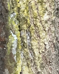 Chrysothrix candelaris