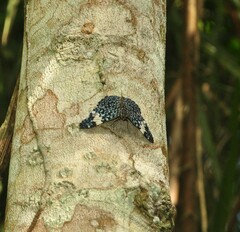 Hamadryas