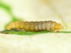 Cameraria guttifinitella
