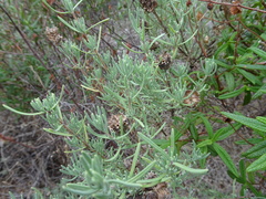 Lavandula