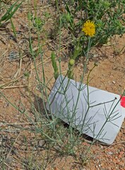 Thelesperma megapotamicum