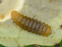 Cameraria guttifinitella