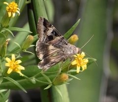 Melipotis perpendicularis