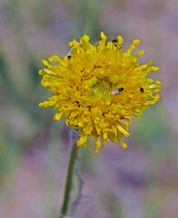 Thelesperma megapotamicum