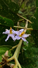 Solanum hispidum