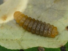 Cameraria guttifinitella