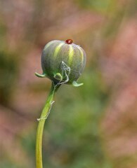 Thelesperma megapotamicum