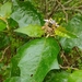 Solanum hispidum - Photo 由 Diego Manzano Méndez 所上傳的 (c) Diego Manzano Méndez，保留部份權利CC BY-NC