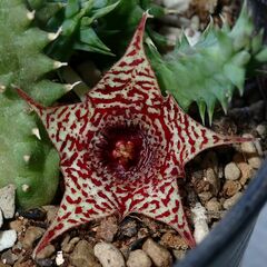 Huernia hystrix