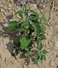 Physalis hederifolia
