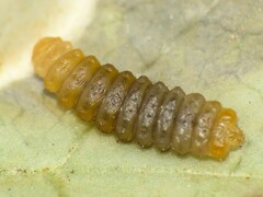 Cameraria guttifinitella
