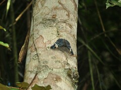 Hamadryas
