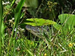 Alligator mississippiensis