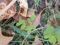 Thalictrum dasycarpum