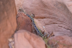 Pituophis catenifer deserticola