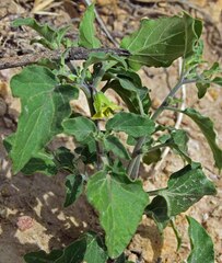 Physalis hederifolia