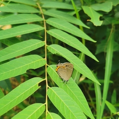 Satyrium grandis