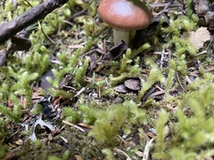 Gomphidius subroseus