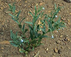Mertensia lanceolata