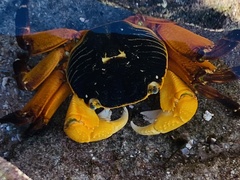 Leptograpsus variegatus