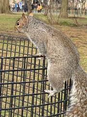 Sciurus carolinensis